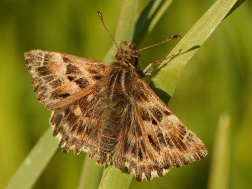 Réf. 280 349 : Carcharodus alceae