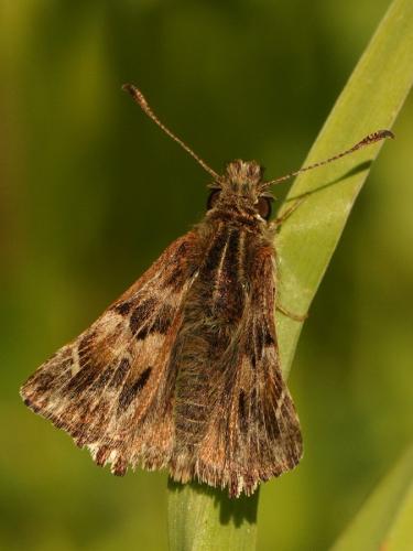 Carcharodus alceae