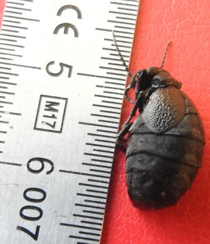 Meloe rugosus