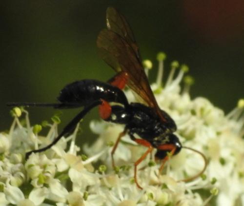 Phaenolobus sp.