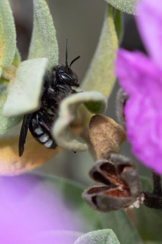 Réf. 280 036 : Andrena albopunctata