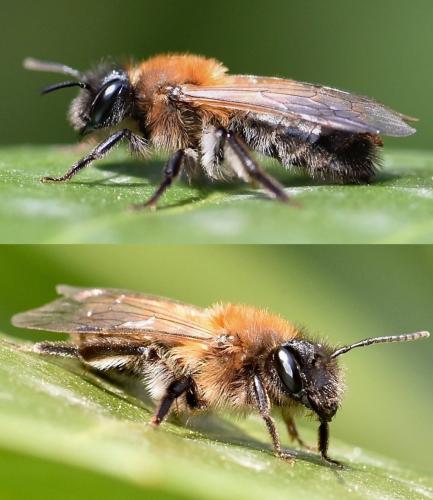 Andrena sp.