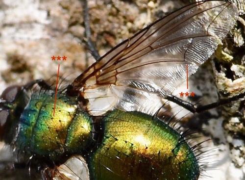 Gymnocheta viridis