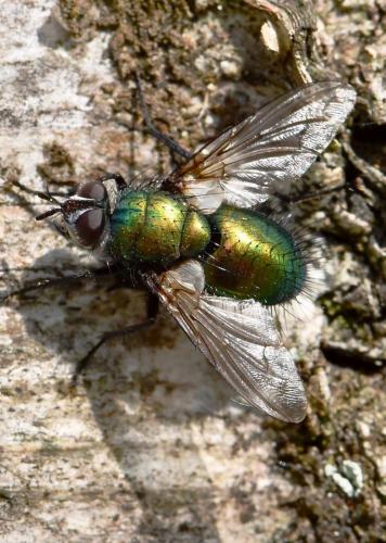 Gymnocheta viridis