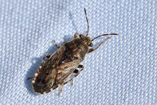 Heterogaster urticae