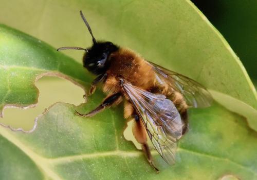 Andrena nigroaenea