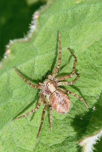 Philodromus sp.