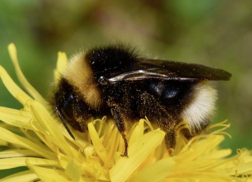 Bombus sp.