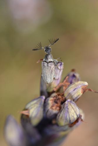Réf. 280 540 : Ptilophorus dufourii