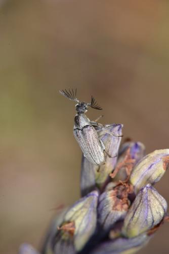 Ptilophorus dufourii