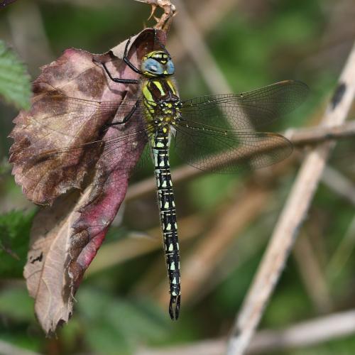 Brachytron pratense