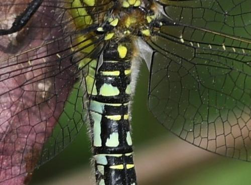 Brachytron pratense