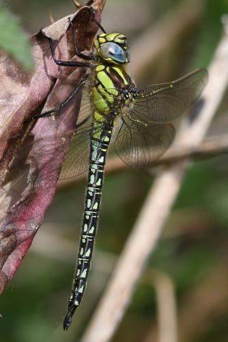 Brachytron pratense
