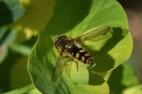 Epistrophella euchroma