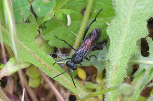 Macrophya annulata