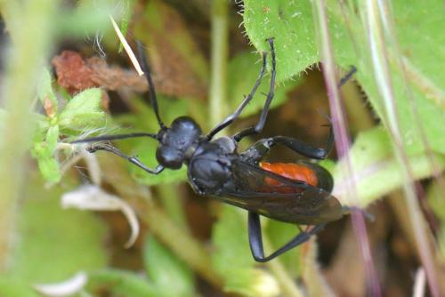 Réf. 280 928 : Macrophya annulata
