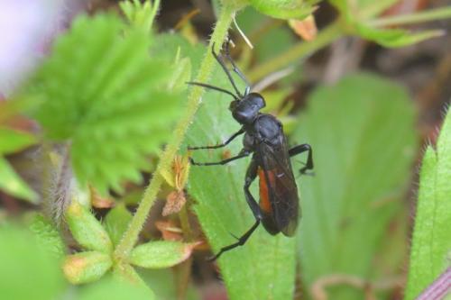 Réf. 280 977 : Macrophya annulata