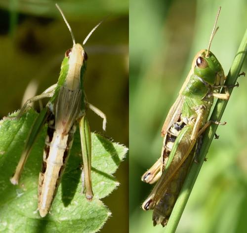 Réf. 280 489 : Pseudochorthippus parallelus
