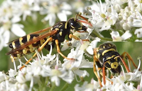 Polistes dominula
