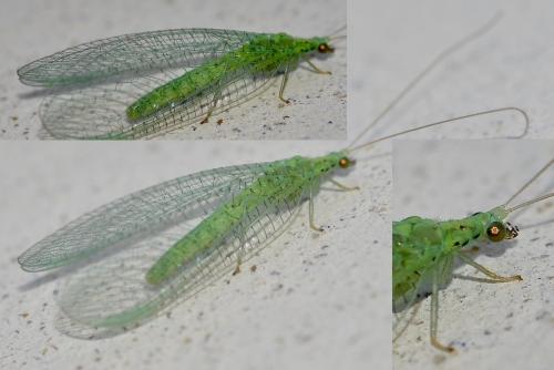 Apertochrysa prasina