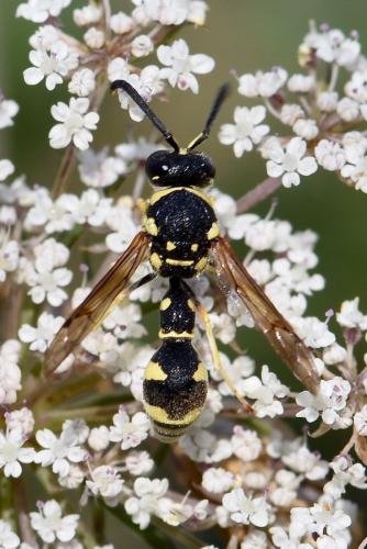Réf. 280 902 : Eumenes sp.
