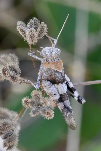 Oedipoda sp.