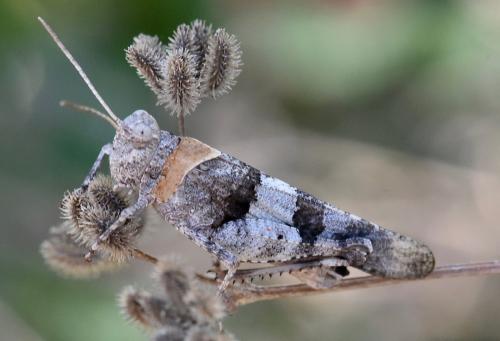Réf. 280 900 : Oedipoda sp.