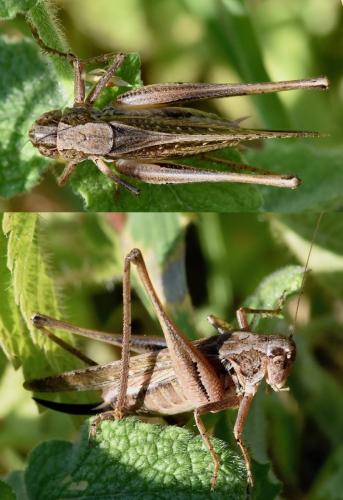 Réf. 280 943 : Platycleis albopunctata