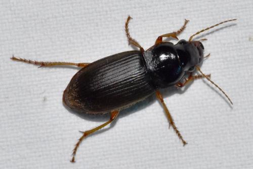 Réf. 280 945 : Pseudoophonus rufipes