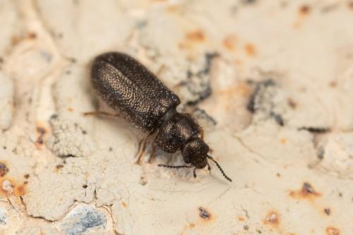 Aplocnemus sp.