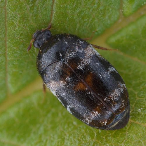 Trogoderma versicolor
