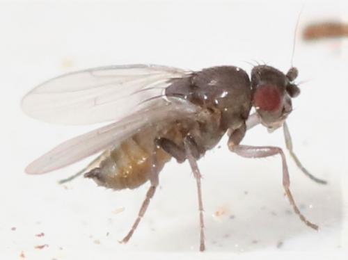 Réf. 280 314 : Pteremis fenestralis