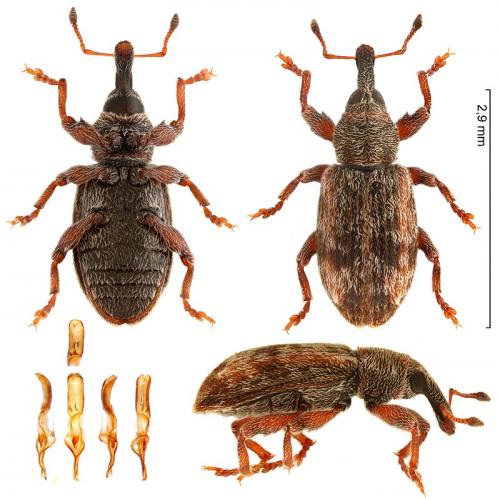 Réf. 280 330 : Dorytomus occalescens