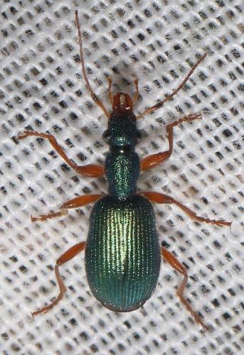 Drypta dentata