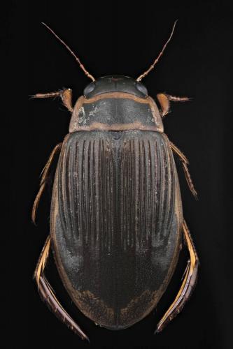 Dytiscus pisanus