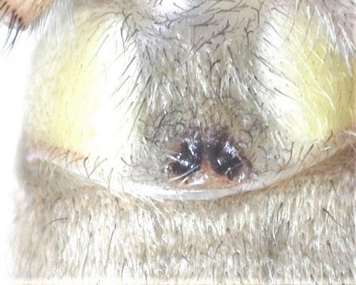 Réf. 280 730 : Drassodes lapidosus