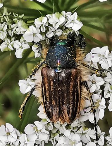 Eulasia goudoti