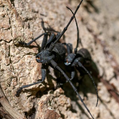 Morimus asper