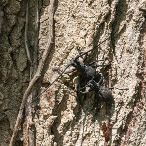 Morimus asper
