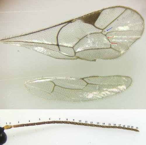 Plectiscidea sp.