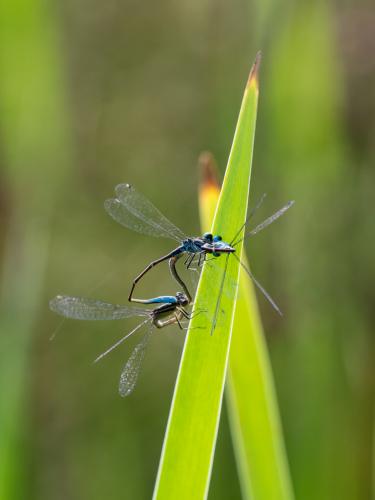 Ischnura elegans