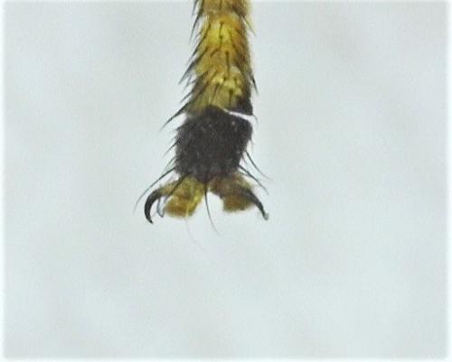 Cheilosia ranunculi
