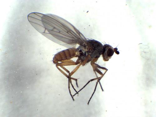 Réf. 280 919 : Tephrochlamys rufiventris