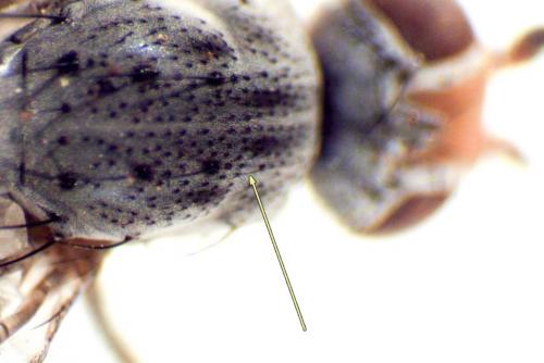 Tephrochlamys rufiventris