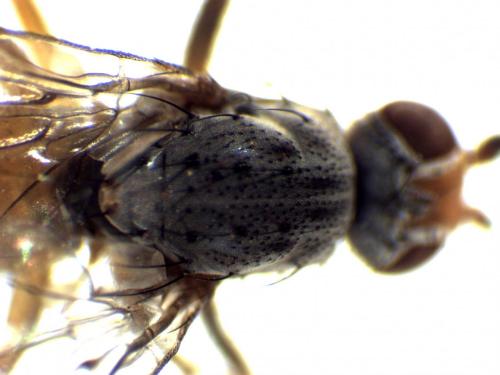 Réf. 280 921 : Tephrochlamys rufiventris