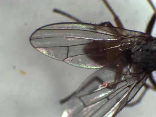 Réf. 280 920 : Tephrochlamys rufiventris