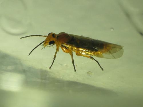 Hoplocampa fulvicornis