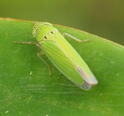 Hortensia similis
