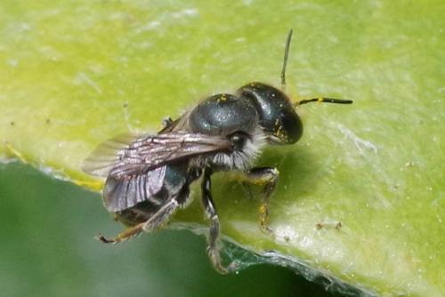 Osmia caerulescens