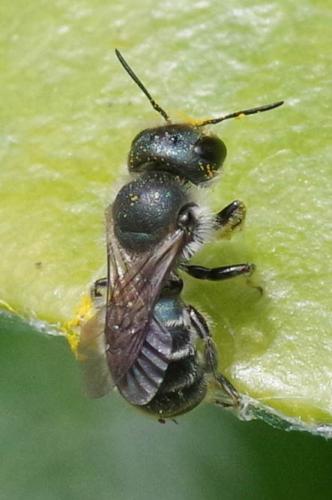 Osmia caerulescens